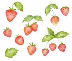 集水彩可爱的草莓绿色叶子程式化的画插图夏天浆果孤立的白色