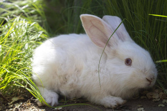害怕白色兔子绿色草