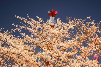 晚上樱桃<strong>花朵</strong>城市横滨