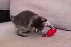 灰色小猫玩玩具鼠标