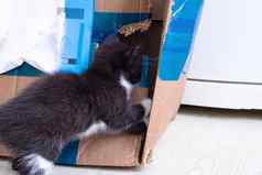 毛茸茸的小猫玩盒子