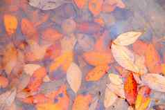 秋天黄色的叶子水坑背景秋天背景横幅秋天秋天叶子自然