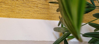 砖墙背景装饰植物首页巴西