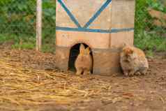 兔子自然兔子棕色（的）白色复活节背景毛茸茸的健康的集团坐着宠物快乐甜蜜的草明亮的特写镜头