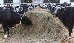 农业农业牲畜概念群牛吃有