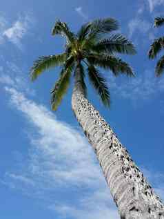 椰子树蓝色的天空云