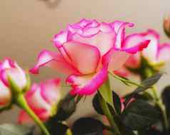 美丽的明亮的粉红色的茶微型玫瑰花日益增长的开花花瓶首页花园孤立的特写镜头蔷薇属矮牵牛自然植物盛开的绿色叶子散景背景