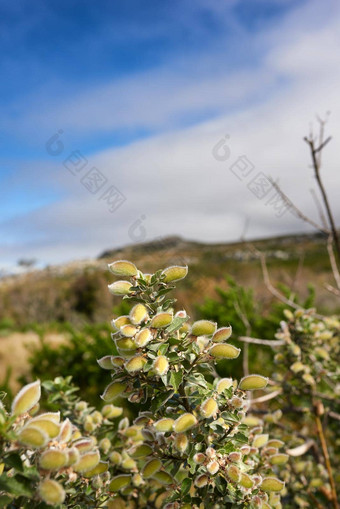 花植物<strong>绿色自然自然</strong>环境花园土地夏天<strong>绿色</strong>植物金雀花植物日益增长的场草地公园春天农村