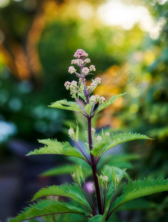 花园关闭视图美丽的绿色<strong>紫色</strong>的植物森林散景背景充满活力的<strong>紫色</strong>的蝴蝶布什花<strong>花朵</strong>雷光闪亮的自然