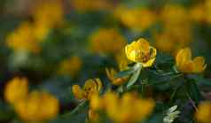 美丽的色彩斑斓的漂亮的植物布什黄色的花瓣绿色叶子日益增长的自然特写镜头充满活力的eranthisHyemalis花有机花花园阳光明媚的春天一天