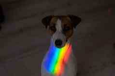 彩虹射线动物的鼻口杰克罗素梗狗