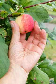 园丁的手挑选苹果手到达苹果树