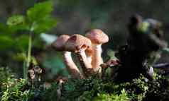 大集团可食用的蘑菇蜜环菌材