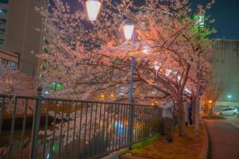 图像晚上樱桃花朵日本灯笼