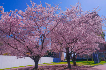 城市完整的布鲁姆城市横滨minato,