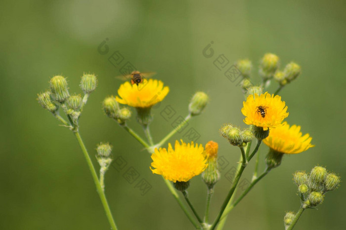 特写镜头蜜蜂授粉黄色的常年苦菜花绿色模糊植物背景