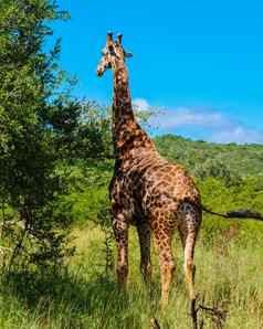 长颈鹿萨凡纳景观日落南非洲