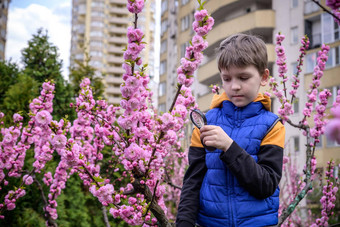 男孩花放大镜迷人的<strong>小</strong>学生探索自然孩子发现春天樱桃花朵放大玻璃年轻的生物学家好奇的孩子户外活动