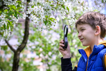 男孩花放大镜迷人的小学生探索自然孩子发现春天樱桃花朵放大玻璃年轻的生物学家好奇的孩子户外活动