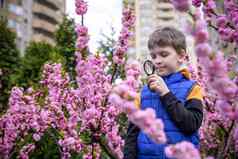 男孩花放大镜迷人的小学生探索自然孩子发现春天樱桃花朵放大玻璃年轻的生物学家好奇的孩子户外活动