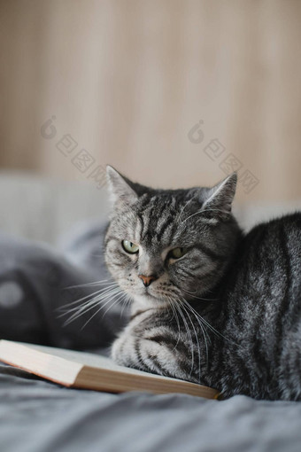 有趣的苏格兰直猫说谎床上书