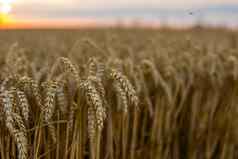 耳朵金小麦关闭农业场农村风景闪亮的阳光背景成熟耳朵草地小麦场丰富的收获概念