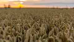 关闭成熟的小麦耳朵成熟耳朵金场农业场景太阳设置黄色的草地