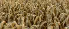 成熟耳朵黄金小麦日落场丰富的收获概念小麦场耳朵金小麦关闭美丽的农业场日落景观