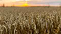 黄金小麦场成熟耳朵草地小麦场概念伟大的收获富有成效的种子行业有机金成熟的耳朵小麦农业场