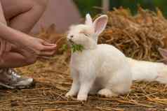女孩兔子棕色（的）复活节提要欧芹兔子白色背景花园集团坐着头发夏天国内野生明亮的有趣的可爱的