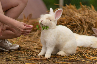 <strong>女孩兔子</strong>棕色（的）复活节提要欧芹<strong>兔子</strong>白色背景花园集团坐着头发夏天国内野生明亮的有趣的可爱的