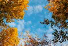 树分支机构秋天黄色的树叶蓝色的天空秋天背景