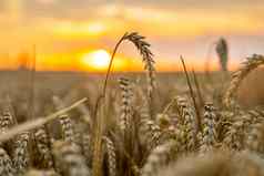 金小麦场日落收获风景农村农业