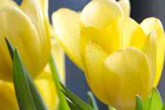 黄色的花束新鲜的盛开的郁金香新鲜的花