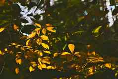 金影子秋天树分支黄色的橙色叶子
