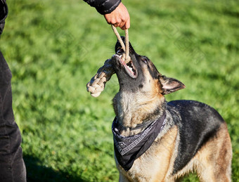 有趣的游戏养犬男人。玩可爱的德国牧羊人公园