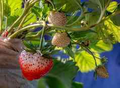 新鲜的草莓收集草莓植物