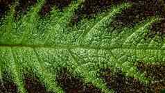 色彩斑斓的模式软皮毛叶表面地毯植物
