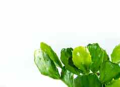 绿色叶子绿色leafpads多汁的植物仙人掌属仙人掌