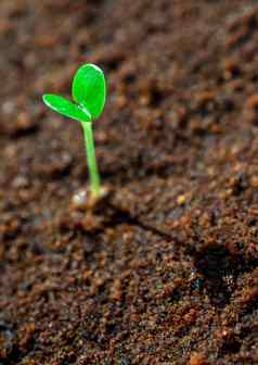 年轻的幼苗增长潮湿的土壤
