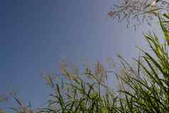 芦苇卡卡草花明亮的阳光毛茸茸的云蓝色的天空