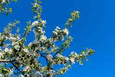 白色樱桃花朵树清晰的蓝色的天空阳光明媚的天气