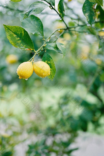 雨滴黄色的柠檬绿色树分支作为意大利