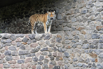 关闭孟加拉老虎动物园