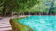 翡翠湖蓝色的池甲米泰国红树林森林甲米泰国
