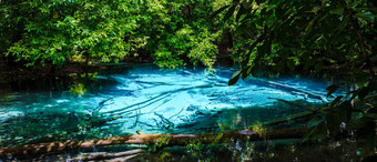 <strong>翡翠</strong>湖蓝色的池甲米泰国红树林森林甲米泰国