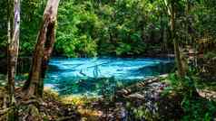翡翠湖蓝色的池甲米泰国红树林森林甲米泰国