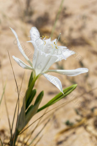 白色潘克拉季昂海上花关闭