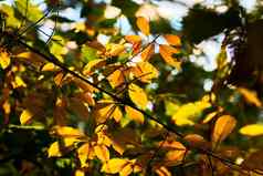 金温暖的温柔的颜色秋天树分支橙色黄色的叶子