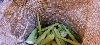 绿色收获玉米玉米穗轴袋